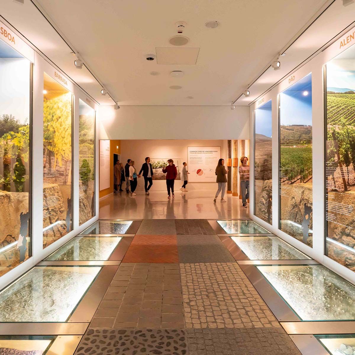 Vineyard museum: exploring the regions