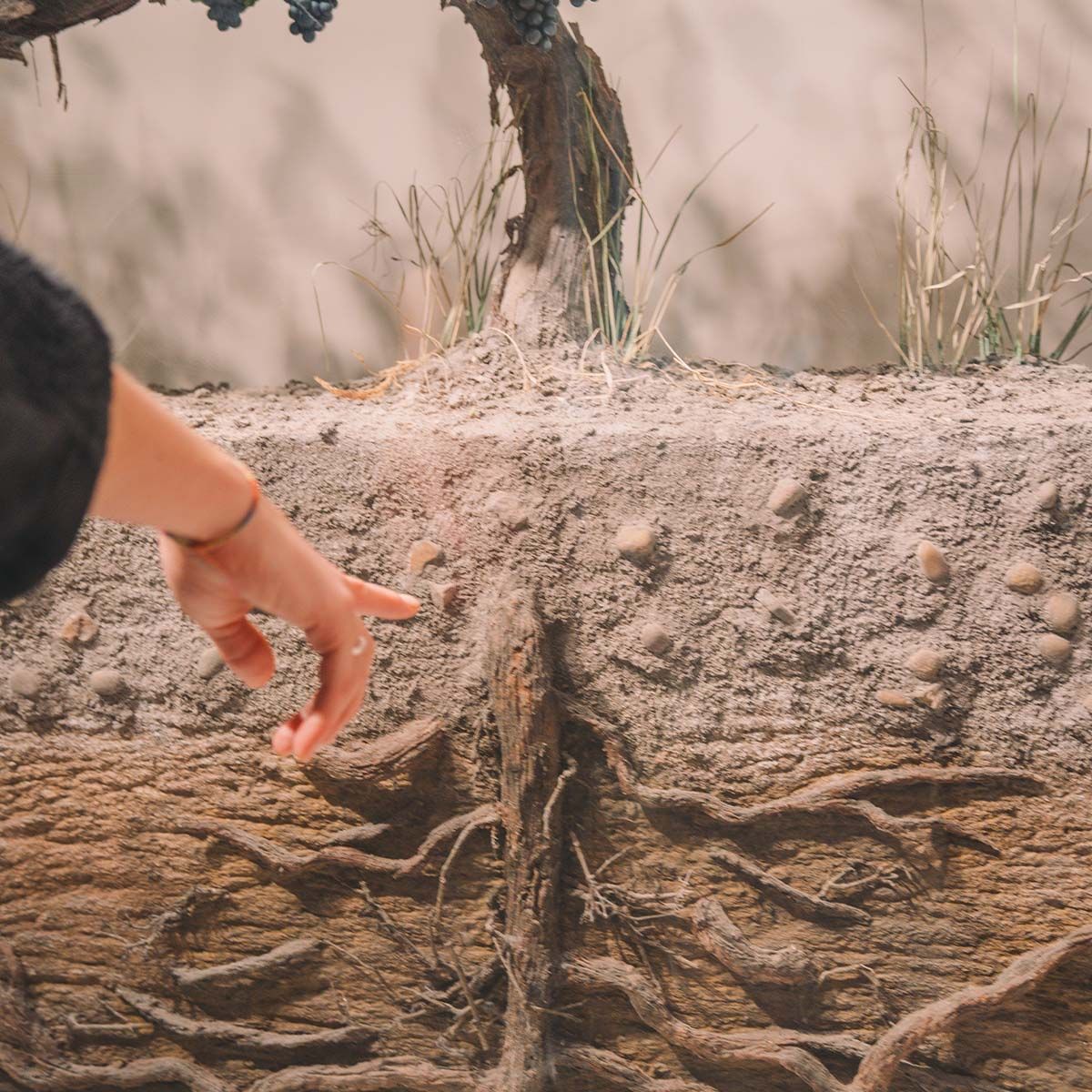 Growing from the Ground