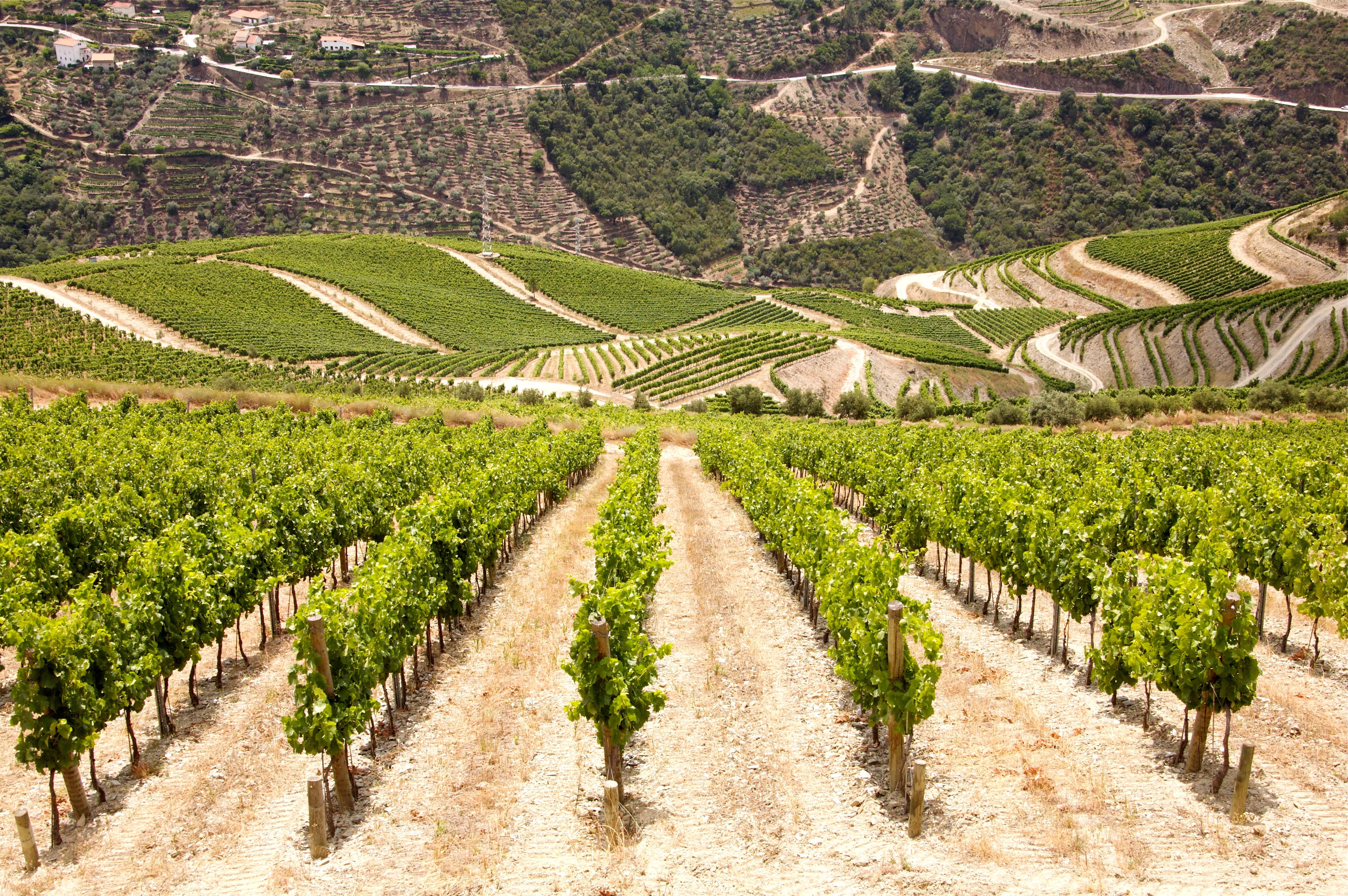 As quintas mais bonitas para visitar no Douro